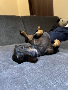 ホームページをリニューアルしました！